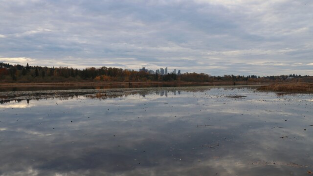 A moody-looking Burnaby Lake, late afternoon