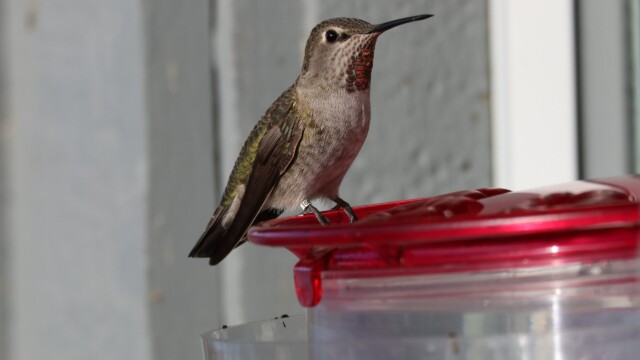 An Anna's Hummingbird pausing while taking a sip