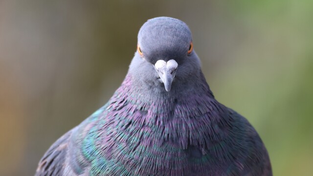 A Rock Pigeon head-on