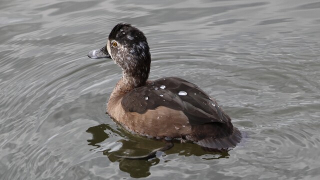 A speckle-headed Ring-necked Duck
