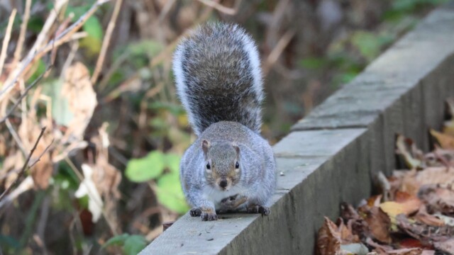 A stout-looking gray squirrel, caught in the act