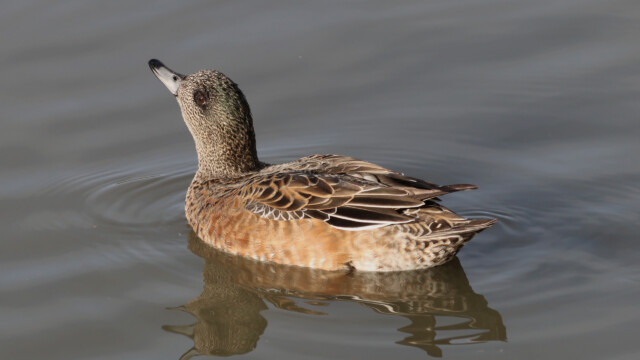 An American Wigeon, having just had a sip of delicious pond water