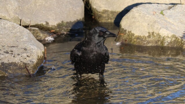 Crow bathing near the river shore.