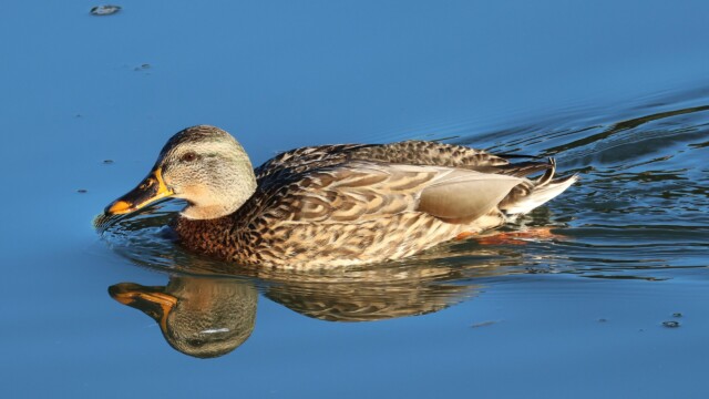 Female mallard.