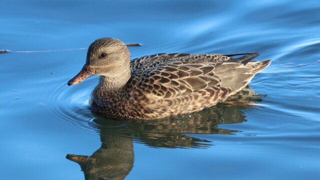 Female gadwall.