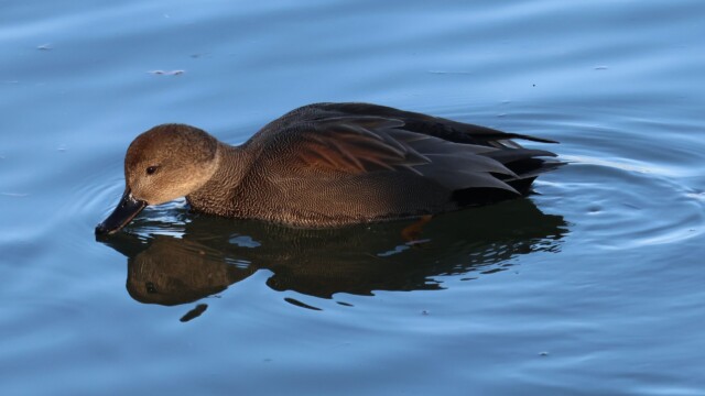 Male gadwall.