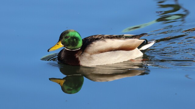 Male mallard.