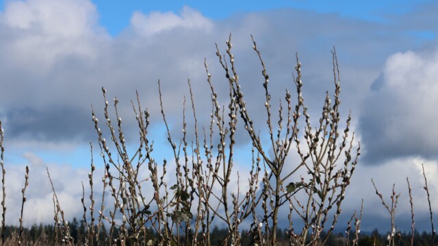 Budding willows at Iona Beach