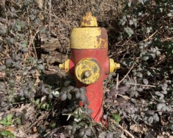 Hydrant in the wild