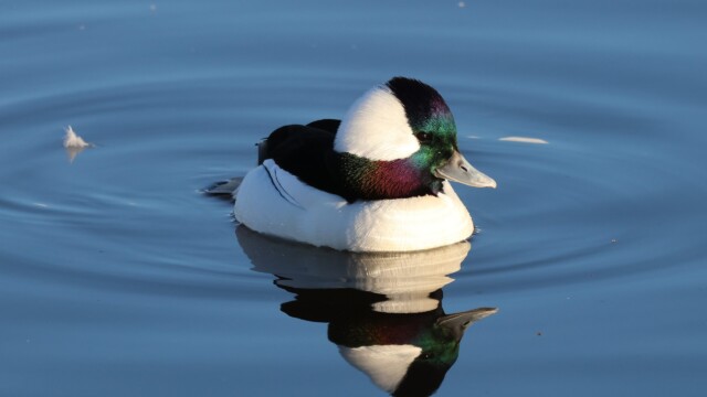 Male Bufflehead at Piper Spit