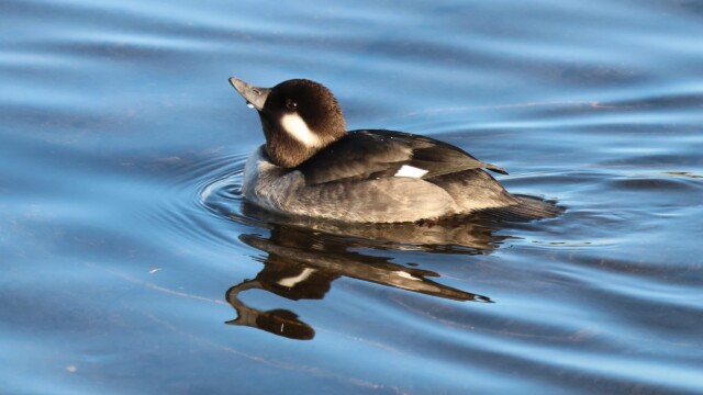 Female Bufflehead after taking a sip of water