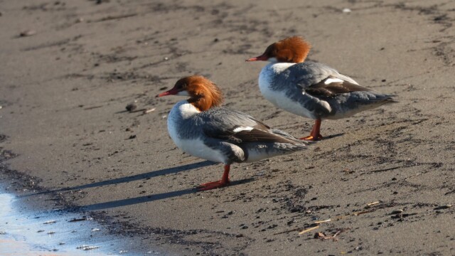 A pair of Common Mergansers on the beach