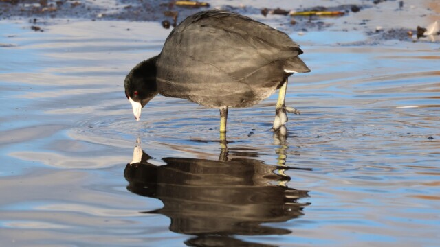 American Coot pondering itself