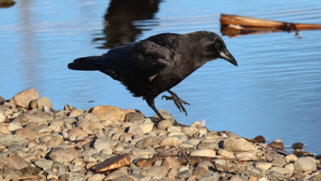 A crow in mod-step at Piper Spit