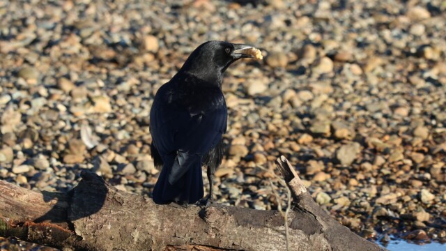 A crow, proudly displaying the pastry (?) it found