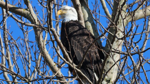 A Bald Eagle looking over the North Jetty at Iona Beach