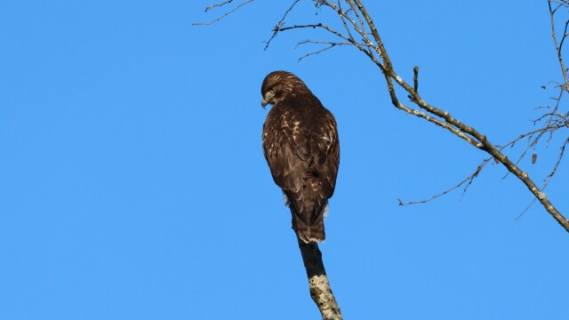 An immature Red-tailed Hawk, wondering where the birds went at Richmond Nature House