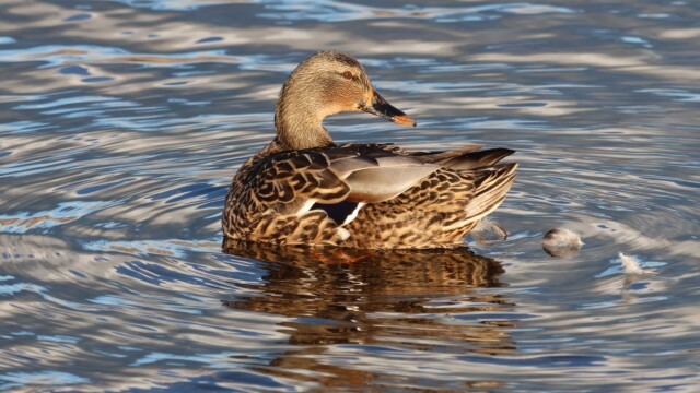Female Mallard in golden light