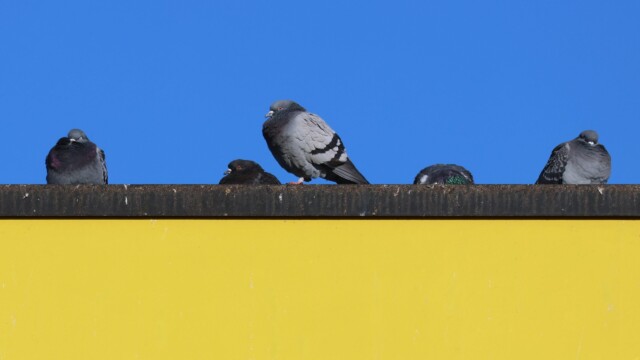 Pigeons snoozing on a sign