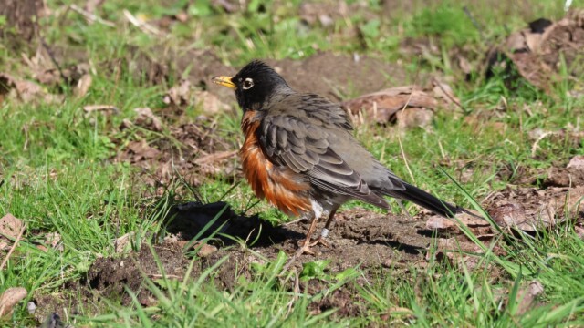 A poofed-out American Robin