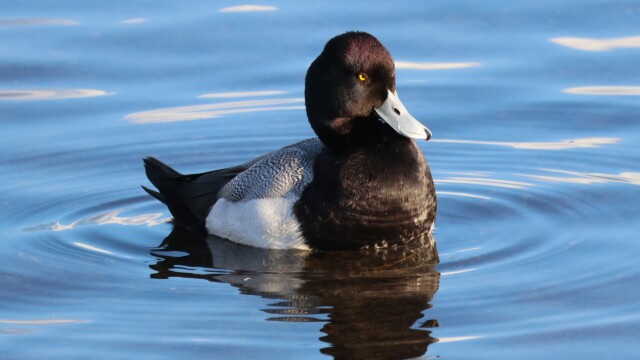 Male Scaup posing