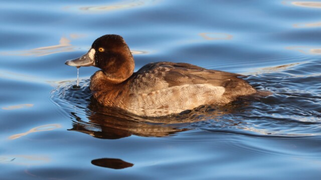 Female Scaup glding along the pier