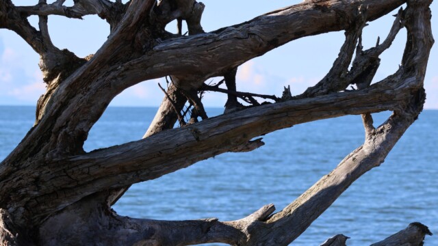 Driftwood at Iona Beach