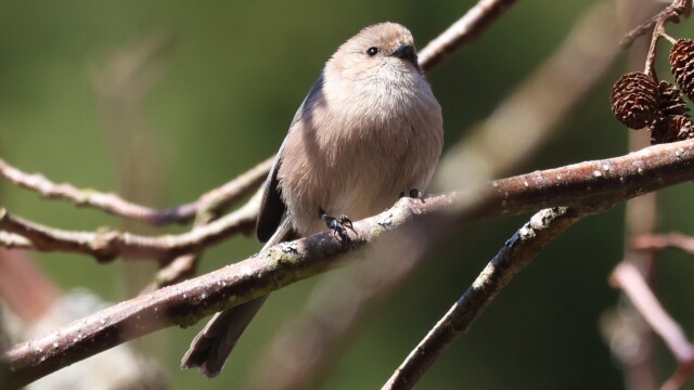 American Bushtit sitting still for 0.0001 seconds