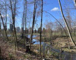 Creek feeding into the lake.