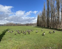 A mix of Canada Geese and Cackling Geese