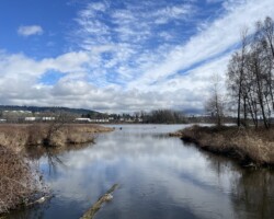 View from the bridge on Deer Lake Brook