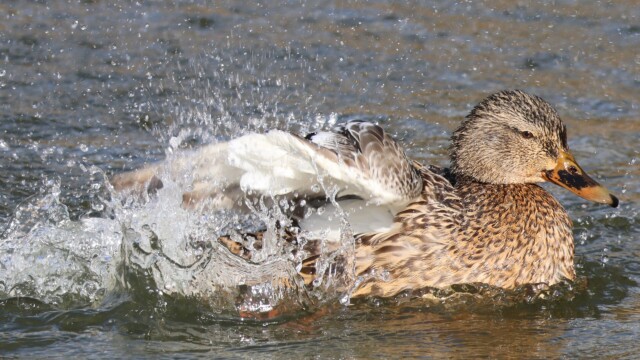 Jet-propelled Female Mallard