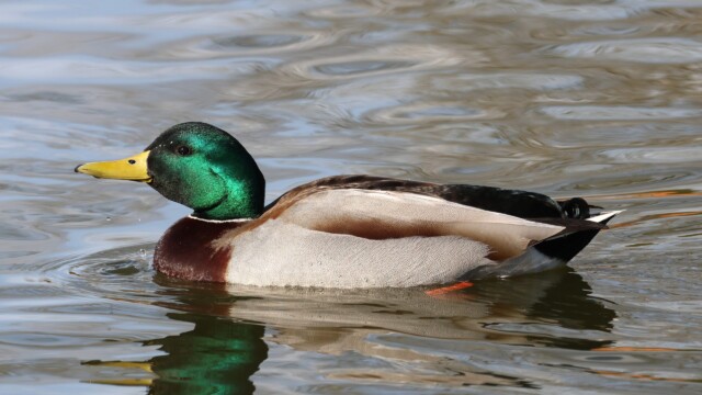 A shiny Male Mallard