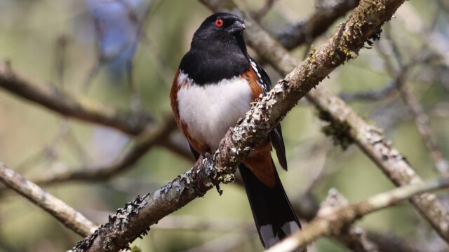 A Spotted Towhee, looking both serious and cray-cray