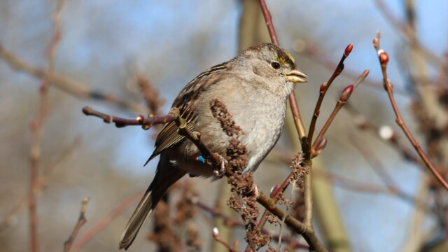 A banded Golden-Crowned Sparrow
