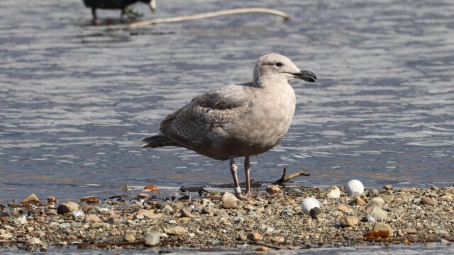 A seagull with his golf ball collection