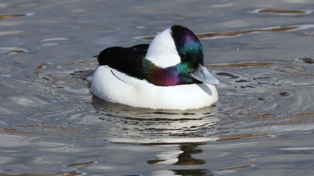 Bufflehead looking cute as all get-out