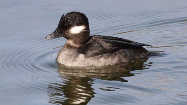 Female Bufflehead at Brydon Lagoon