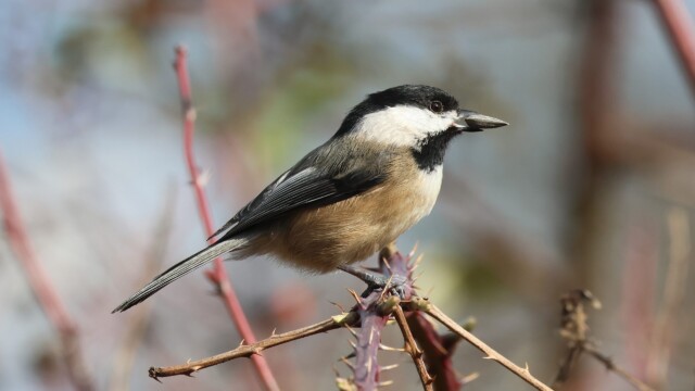 A Black-capped Chickadee nabs a sunflower seed, which would be like me running around clutching a watermelon in my teeth.