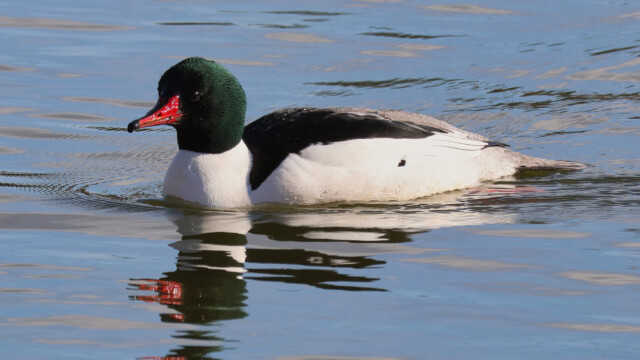 A Common Merganser up close for a change