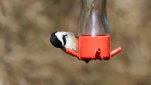 A chickadee intent on a hummingbird feeder