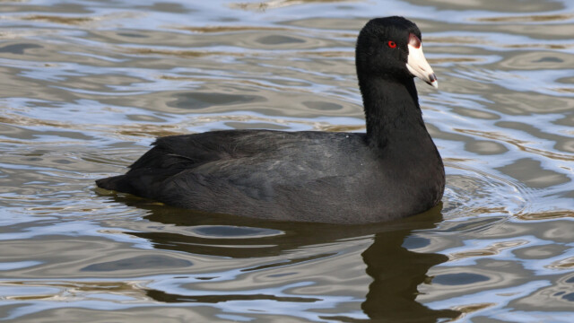 American Coot cooting along