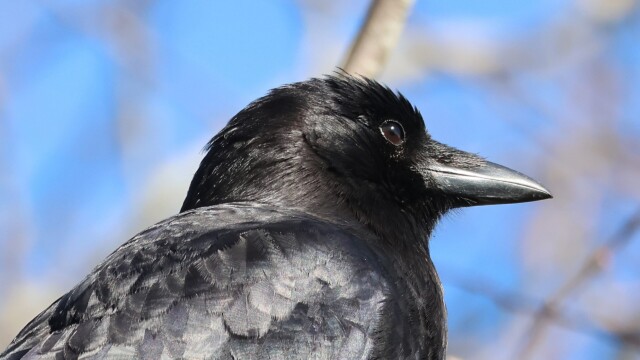 Crow up close