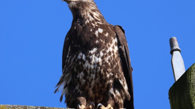 Juvenile Bald Eagle sizing up the smaller birds at Brydon Lagoon