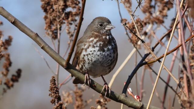 A Fox Sparrow hanging out