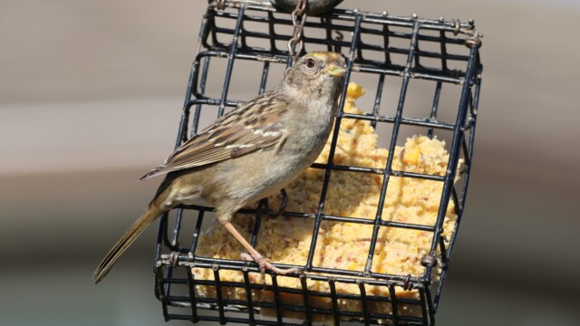 Mmm, suet