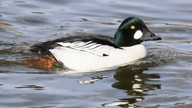 A Common Goldeneye cruising the lagoon