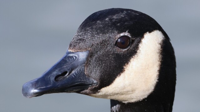 Grabbing souls through its eye