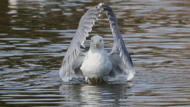 Seagull invoking strange gull ritual