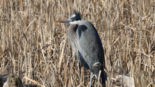 Another Great Blue Heron having a bad hair day
